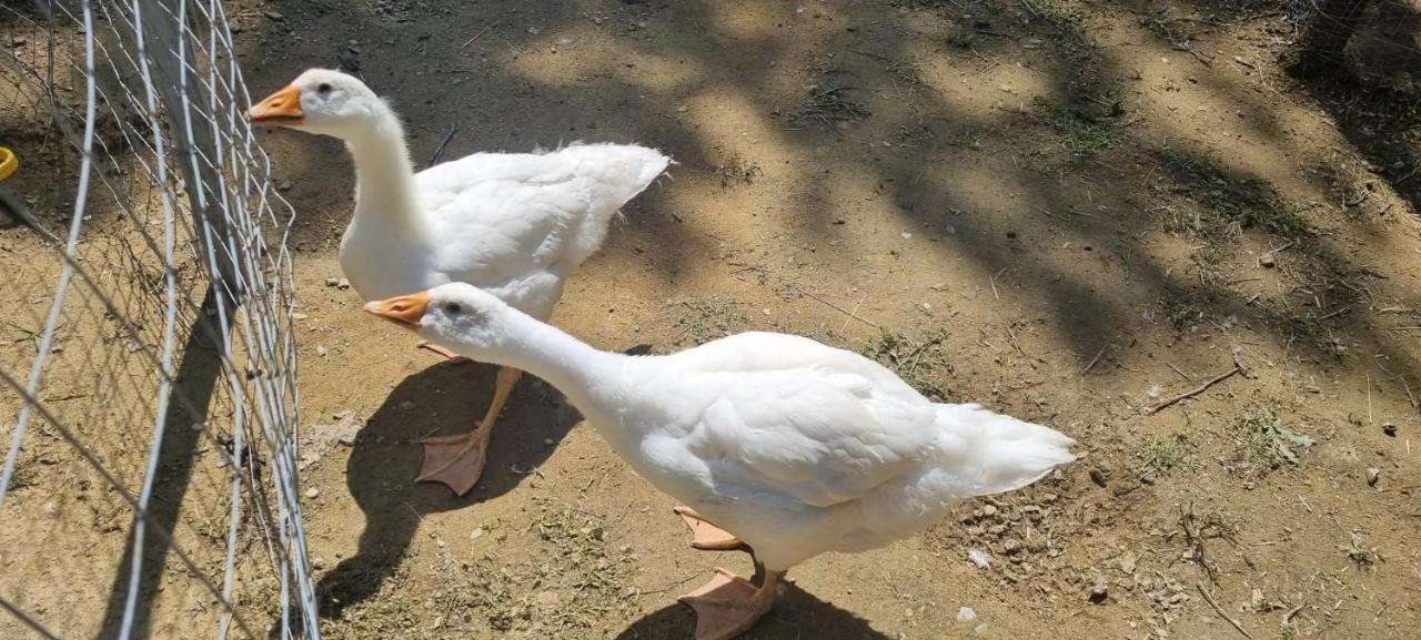 Agriturismo I Millepini Case Malva Εξωτερικό φωτογραφία